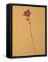 Single Flower on Tan Background-Will Wilkinson-Framed Stretched Canvas