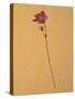 Single Flower on Tan Background-Will Wilkinson-Stretched Canvas