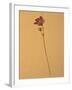 Single Flower on Tan Background-Will Wilkinson-Framed Photographic Print