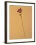 Single Flower on Tan Background-Will Wilkinson-Framed Photographic Print