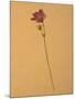 Single Flower on Tan Background-Will Wilkinson-Mounted Photographic Print