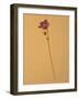 Single Flower on Tan Background-Will Wilkinson-Framed Photographic Print