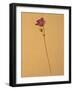 Single Flower on Tan Background-Will Wilkinson-Framed Photographic Print