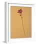 Single Flower on Tan Background-Will Wilkinson-Framed Photographic Print