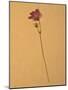 Single Flower on Tan Background-Will Wilkinson-Mounted Photographic Print