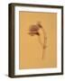 Single Flower on Tan Background-Will Wilkinson-Framed Photographic Print