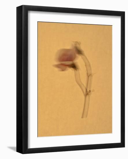 Single Flower on Tan Background-Will Wilkinson-Framed Photographic Print