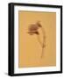 Single Flower on Tan Background-Will Wilkinson-Framed Photographic Print