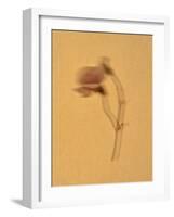 Single Flower on Tan Background-Will Wilkinson-Framed Photographic Print