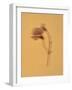 Single Flower on Tan Background-Will Wilkinson-Framed Photographic Print