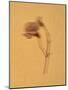 Single Flower on Tan Background-Will Wilkinson-Mounted Photographic Print