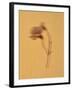 Single Flower on Tan Background-Will Wilkinson-Framed Photographic Print