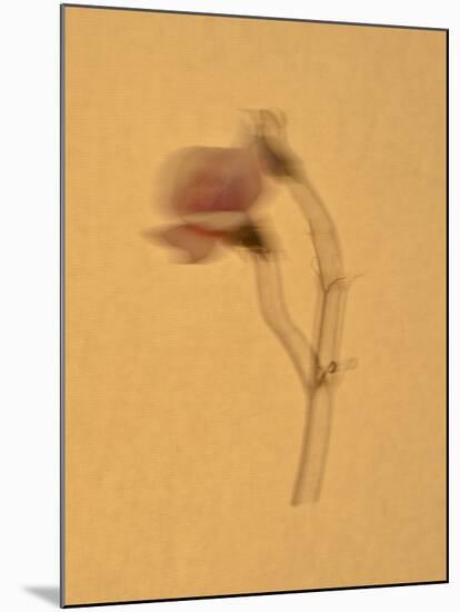 Single Flower on Tan Background-Will Wilkinson-Mounted Photographic Print