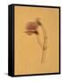 Single Flower on Tan Background-Will Wilkinson-Framed Stretched Canvas