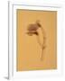 Single Flower on Tan Background-Will Wilkinson-Framed Photographic Print