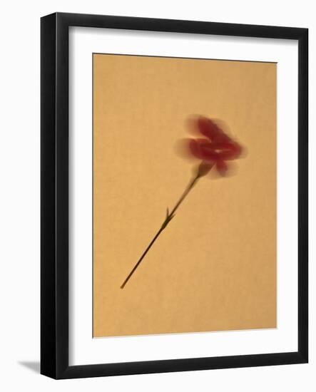 Single Flower on Tan Background-Will Wilkinson-Framed Photographic Print