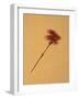 Single Flower on Tan Background-Will Wilkinson-Framed Photographic Print