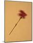 Single Flower on Tan Background-Will Wilkinson-Mounted Photographic Print