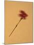 Single Flower on Tan Background-Will Wilkinson-Mounted Photographic Print