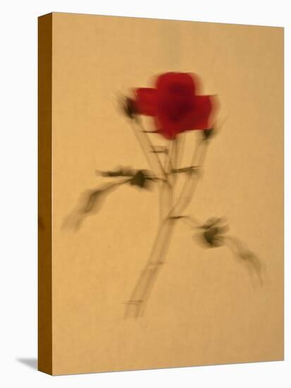 Single Flower on Tan Background-Will Wilkinson-Stretched Canvas