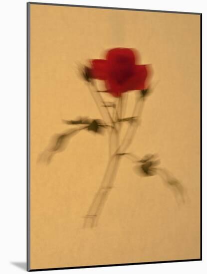 Single Flower on Tan Background-Will Wilkinson-Mounted Photographic Print