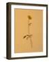 Single Flower on Tan Background-Will Wilkinson-Framed Photographic Print