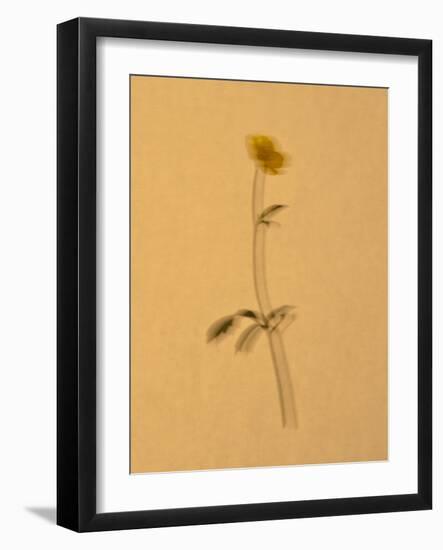 Single Flower on Tan Background-Will Wilkinson-Framed Photographic Print