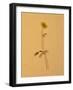 Single Flower on Tan Background-Will Wilkinson-Framed Photographic Print