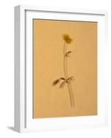 Single Flower on Tan Background-Will Wilkinson-Framed Photographic Print