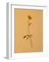 Single Flower on Tan Background-Will Wilkinson-Framed Photographic Print