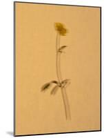 Single Flower on Tan Background-Will Wilkinson-Mounted Photographic Print