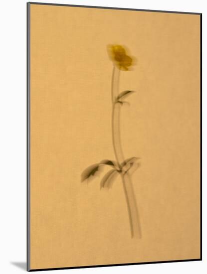 Single Flower on Tan Background-Will Wilkinson-Mounted Photographic Print