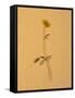 Single Flower on Tan Background-Will Wilkinson-Framed Stretched Canvas