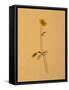 Single Flower on Tan Background-Will Wilkinson-Framed Stretched Canvas