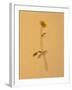 Single Flower on Tan Background-Will Wilkinson-Framed Photographic Print