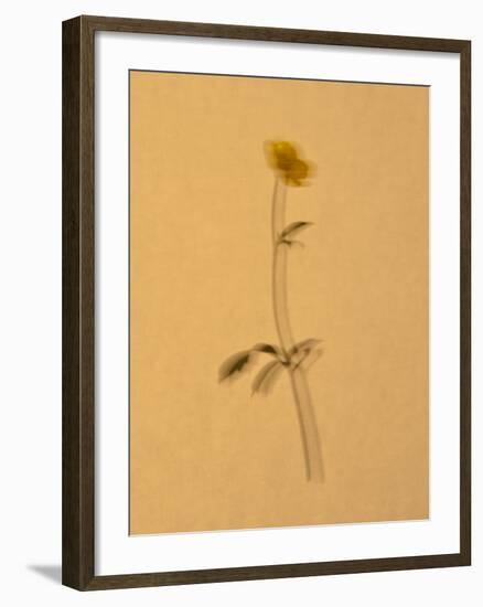 Single Flower on Tan Background-Will Wilkinson-Framed Photographic Print