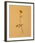 Single Flower on Tan Background-Will Wilkinson-Framed Photographic Print