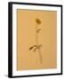 Single Flower on Tan Background-Will Wilkinson-Framed Photographic Print