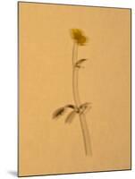 Single Flower on Tan Background-Will Wilkinson-Mounted Photographic Print