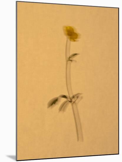 Single Flower on Tan Background-Will Wilkinson-Mounted Photographic Print