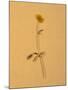 Single Flower on Tan Background-Will Wilkinson-Mounted Photographic Print