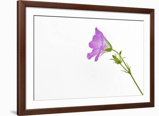 Single Flower on White Background-Will Wilkinson-Framed Photographic Print