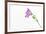 Single Flower on White Background-Will Wilkinson-Framed Photographic Print