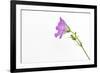 Single Flower on White Background-Will Wilkinson-Framed Photographic Print