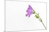Single Flower on White Background-Will Wilkinson-Mounted Photographic Print