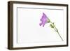 Single Flower on White Background-Will Wilkinson-Framed Photographic Print