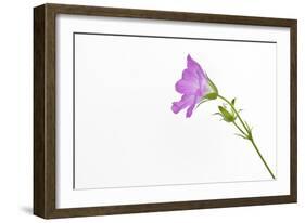 Single Flower on White Background-Will Wilkinson-Framed Photographic Print