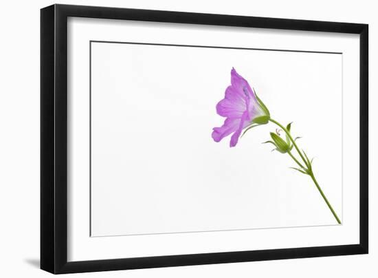 Single Flower on White Background-Will Wilkinson-Framed Photographic Print