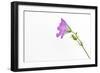 Single Flower on White Background-Will Wilkinson-Framed Photographic Print