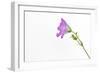 Single Flower on White Background-Will Wilkinson-Framed Photographic Print